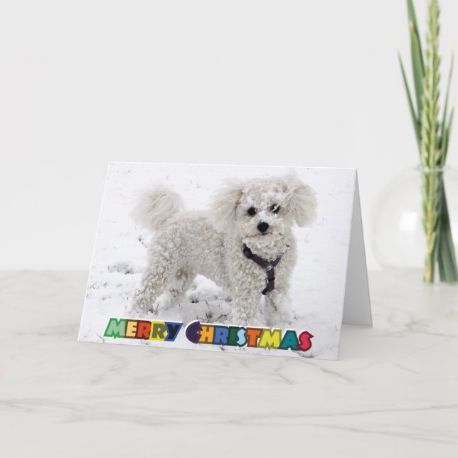Bichon Frise julkort Helgkort (Framsida)