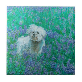 Bichon Frise Kakelplatta