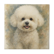 Bichon Frise