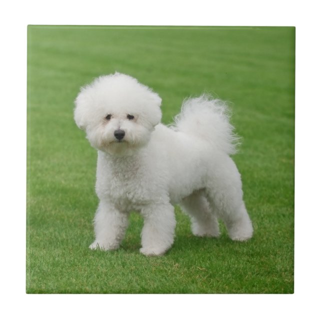 Bichon Frise Kakelplatta (Framsidan)
