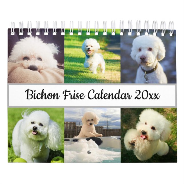 Bichon Frise Kalender (Omslag)