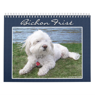 Bichon Frisé kalender