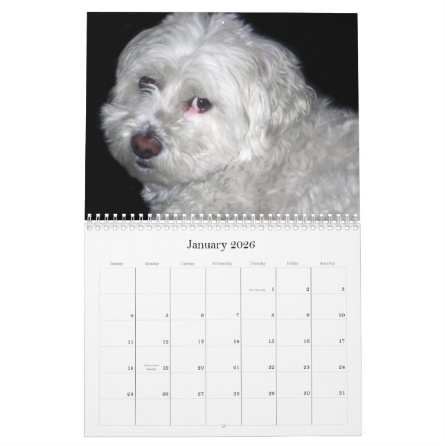 Bichon Frisé kalender (Jan 2026)