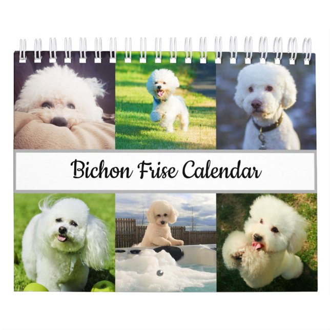 Bichon Frise Kalender (Omslag)