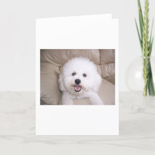 Bichon Frise Kort
