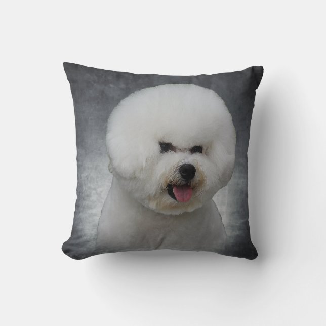 Bichon Frise kudder Kudde (Framsida)