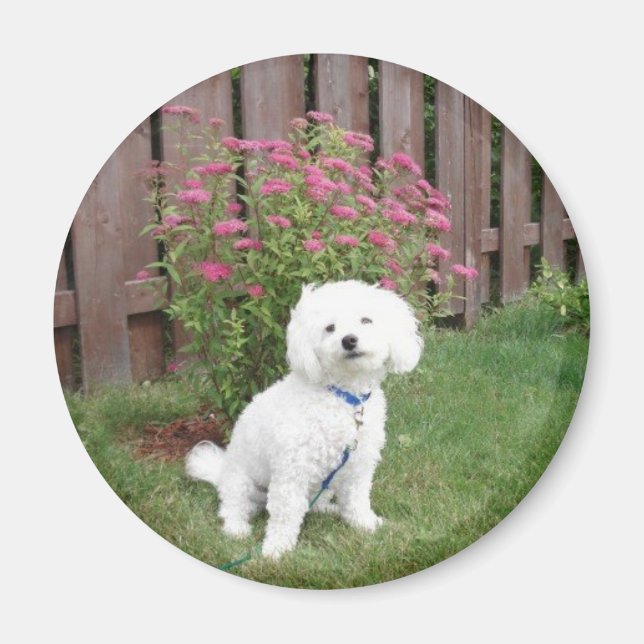 Bichon Frise Magnet (Framsidan)