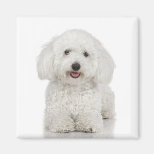 Bichon Frise magnet