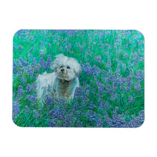 Bichon Frise  Magnet