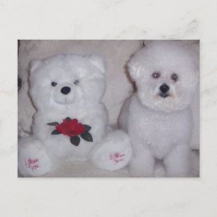 Bichon frise med vit nalle. vykort
