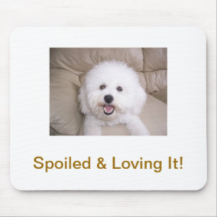 Bichon Frise Musmatta