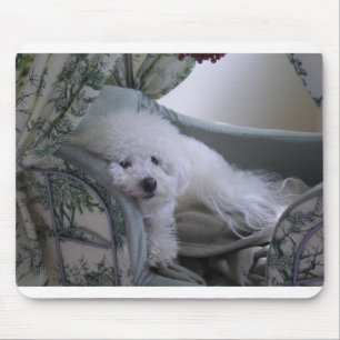 BICHON-FRISE MUSMATTA