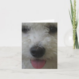 Bichon Frise - Notecard Kort