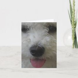 Bichon Frise - Notecard Kort