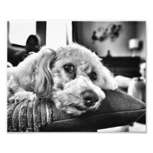 Bichon frise på soffan fototryck