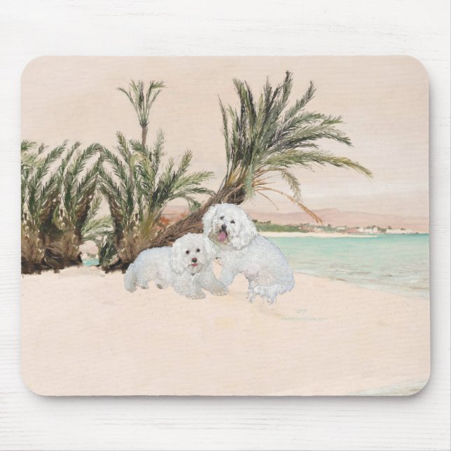 Bichon Frise Palmy Beach Musmatta (Framsidan)