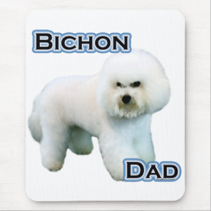 Bichon Frise Pappa 4 Musmatta