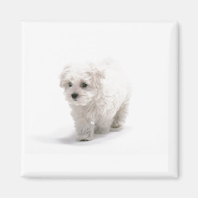 Bichon Frise Photo Magnet (Framsidan)