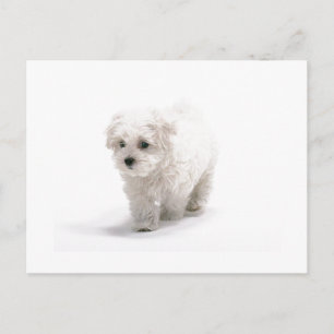 Bichon Frise Photo Postcard Vykort