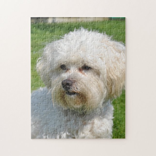 Bichon Frise Porträtt Pussel (Vertikal)