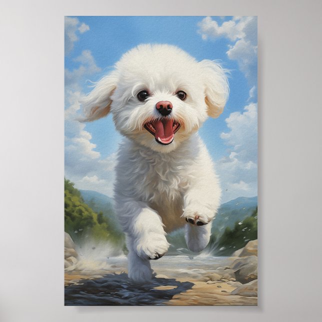 Bichon Frise Poster (Framsidan)