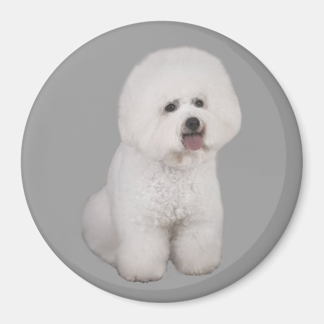 Bichon Frise Precious Magnet (Framsidan)