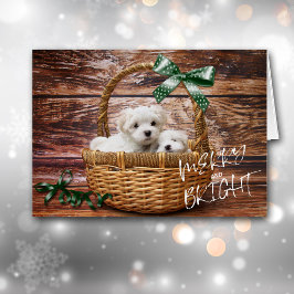 Bichon Frise Puppies i Basket-julkort Hälsningskort