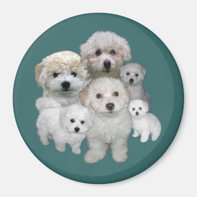 Bichon Frise Puppies Magnet (Framsidan)
