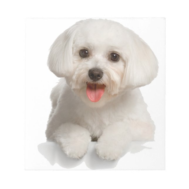 Bichon Frise Puppy Anteckningsblock (Framsida)