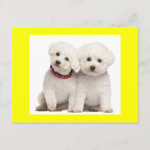 Bichon Frise Puppy Hund Blank Hälsning-vykort Vykort