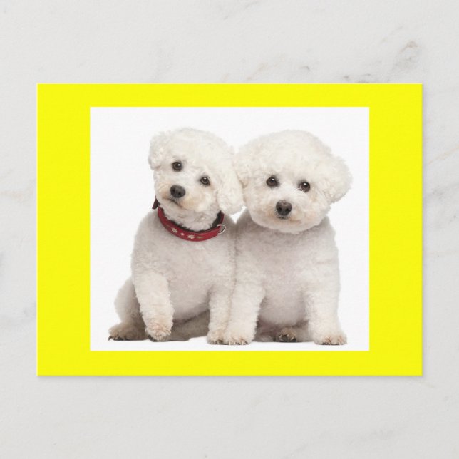 Bichon Frise Puppy Hund Blank Hälsning-vykort Vykort (Framsida)