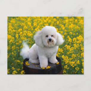 Bichon Frise Puppy Hund Blank Hälsning-vykort Vykort
