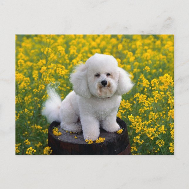 Bichon Frise Puppy Hund Blank Hälsning-vykort Vykort (Framsida)
