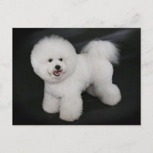 Bichon Frise Puppy Hund Blank Hälsning-vykort Vykort