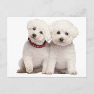 Bichon Frise Puppy Hund Blank Hälsning-vykort Vykort