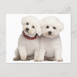 Bichon Frise Puppy Hund Blank-kort Vykort
