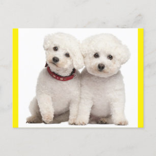 Bichon Frise Puppy Hund Blank-kort Vykort