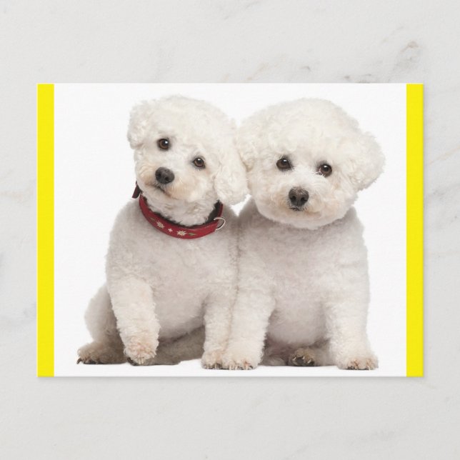 Bichon Frise Puppy Hund Blank-kort Vykort (Framsida)