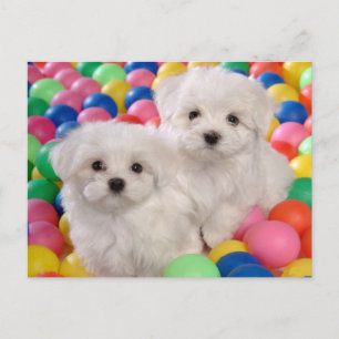Bichon Frise Puppy Hund Blank-kort Vykort