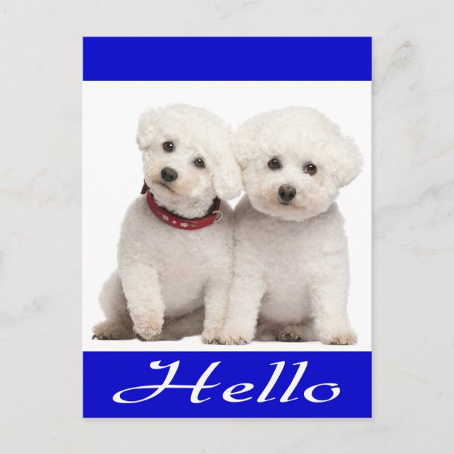 Bichon Frise Puppy Hund Hej Hälsning Post Card Vykort (Framsida)
