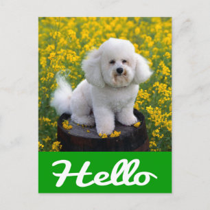 Bichon Frise Puppy Hund Hej Hälsning Post Card Vykort