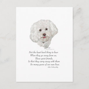 Bichon Frise Regnbågsbron Vykort