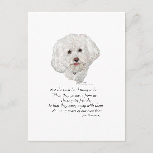 Bichon Frise Regnbågsbron Vykort (Framsida)