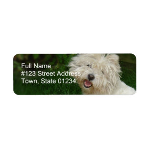 Bichon Frise returadressetikett Returadress Etikett