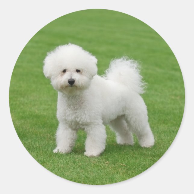 Bichon Frise Runt Klistermärke (Framsida)