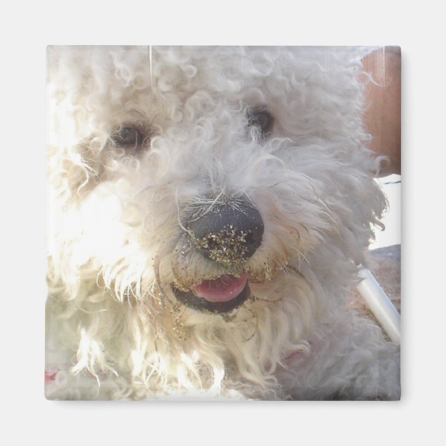 Bichon Frise Square Magnet (Framsidan)