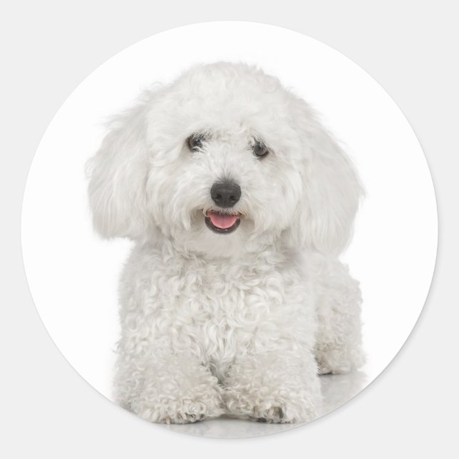 Bichon Frise Sticker Runt Klistermärke (Framsida)
