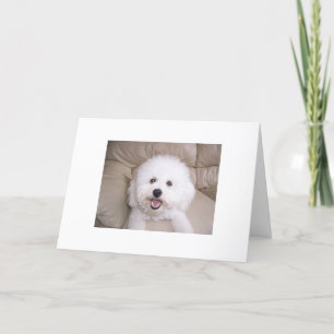 Bichon Frise Tack Kort