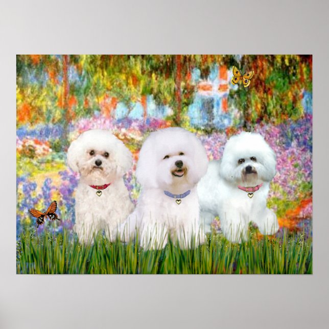Bichon Frise Trio - Garden (VG) Poster (Framsidan)