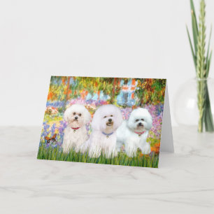 Bichon Frise Trio - Trädgård (VG) Kort